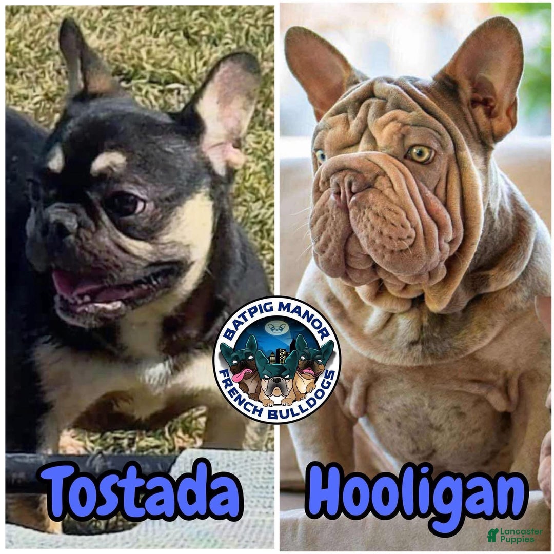 French Bulldog dogs for sale: Puppy 2 - Ad 1