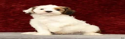 Cavapoo dogs for sale: Kendall - Ad 1