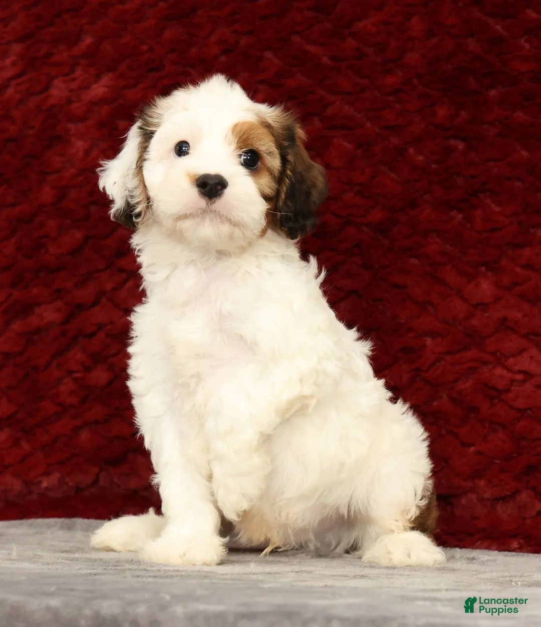 Cavapoo dogs for sale: Kendall - Ad 1
