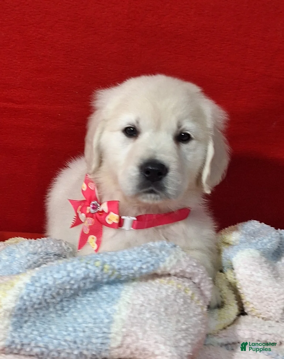 Golden Retriever dogs for sale: Bailey - Ad 3