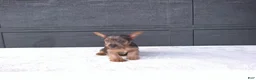 Yorkshire Terrier dogs for sale: Gracie - Ad 3