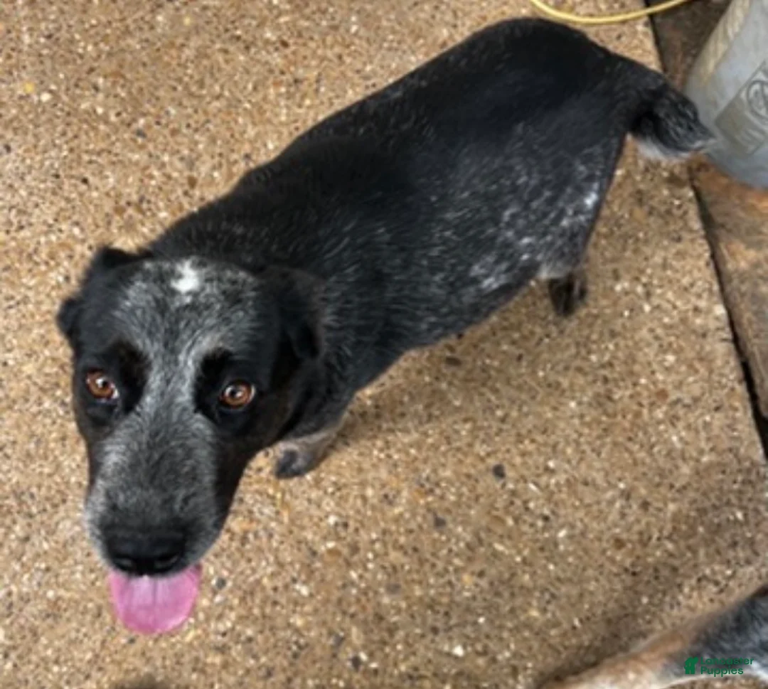 Australian Cattle Dog dogs for sale: Australian Cattle Dog 3-Pluto - Ad 2