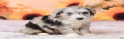 Mini Aussiedoodle dogs for sale: Anton - Ad 3