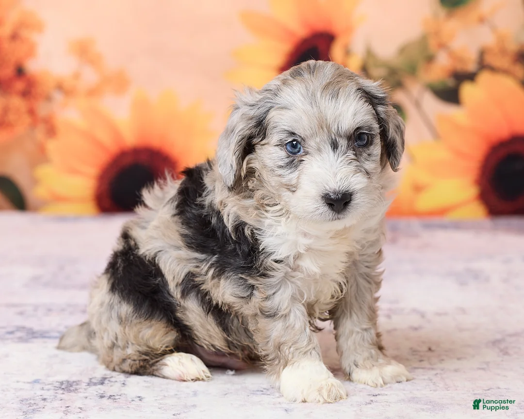 Mini Aussiedoodle dogs for sale: Anton - Ad 3