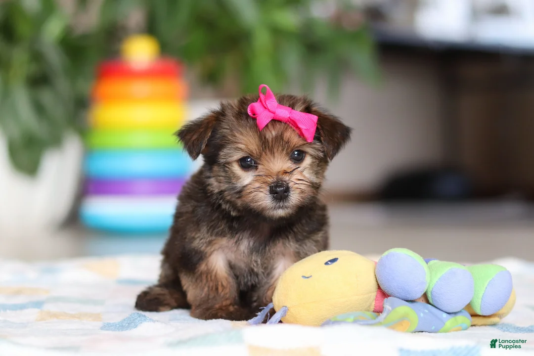 Morkie dogs for sale: Samantha - Ad 3