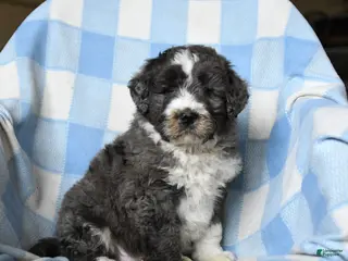 Bernedoodle dogs for sale: Lucky - Ad 1