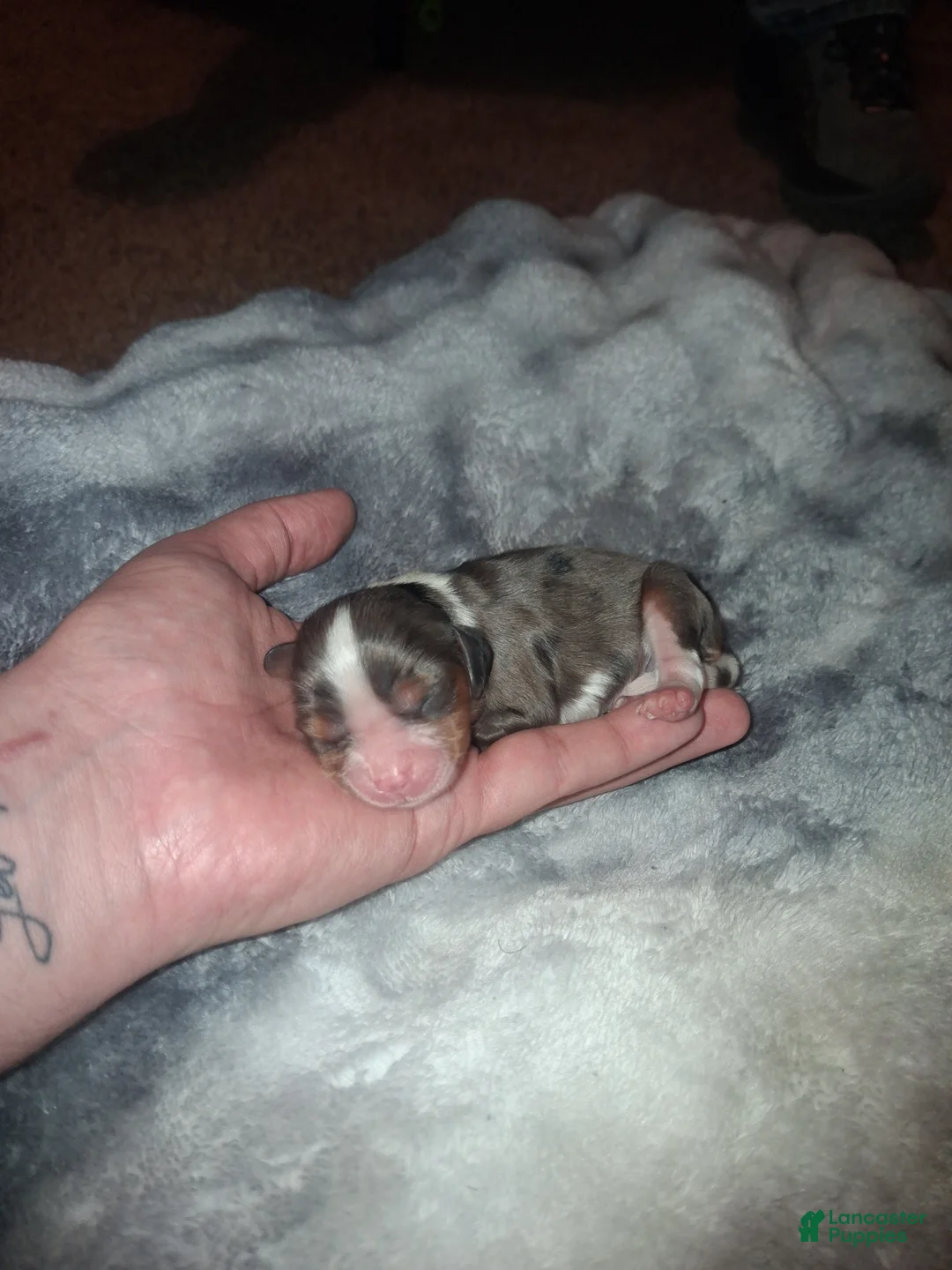 Cavalier King Charles Spaniel dogs for sale: Alaric - Ad 2