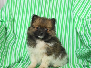 Pomeranian dogs Pedros - Ad 39