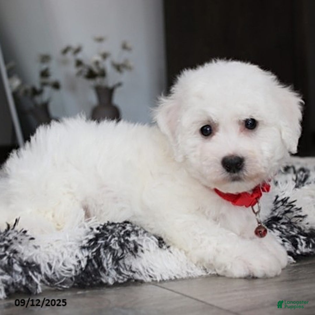 Bichon Frise dogs for sale: Carson - Ad 9