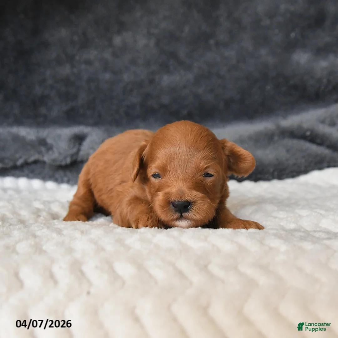 Cavapoo dogs for sale: Marigold - Ad 1