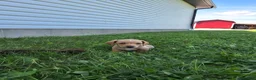 Dachshund dogs for sale: Travis - Ad 2