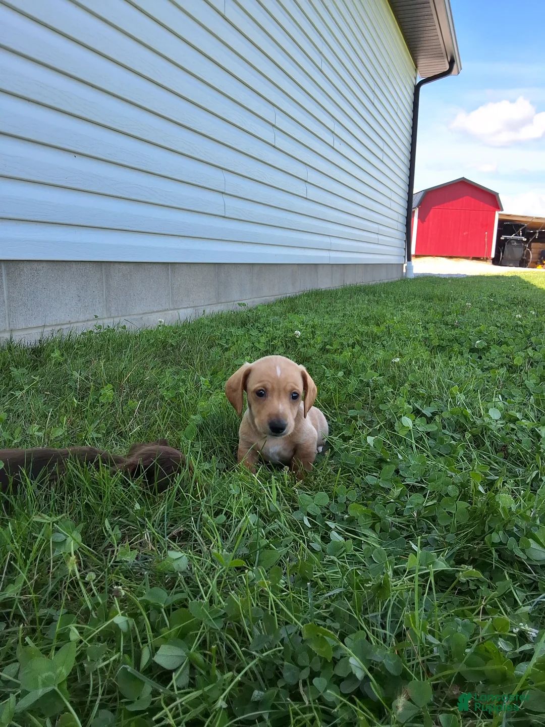 Dachshund dogs for sale: Travis - Ad 2