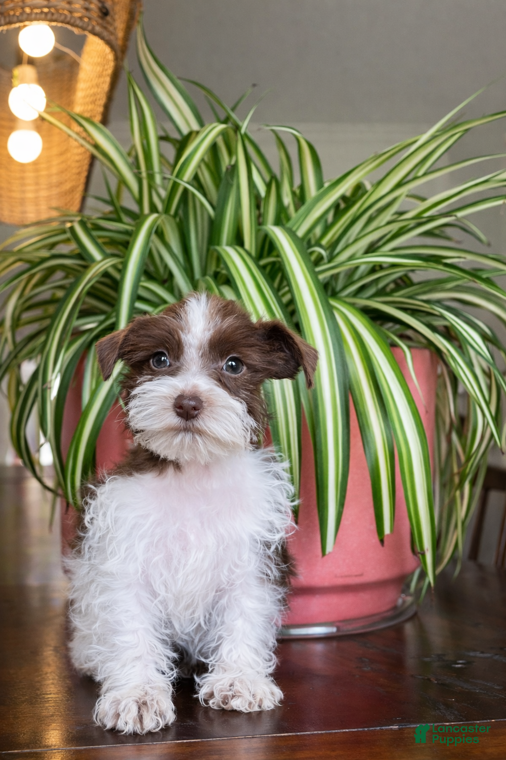 Miniature Schnauzer dogs Penny (Toy)  - Ad 27