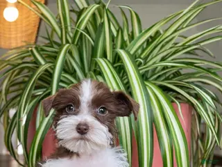 Miniature Schnauzer dogs Penny (Toy) - Ad 15