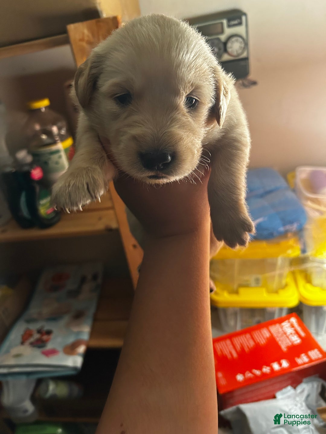 Golden Retriever dogs for sale: Yellow  - Ad 1