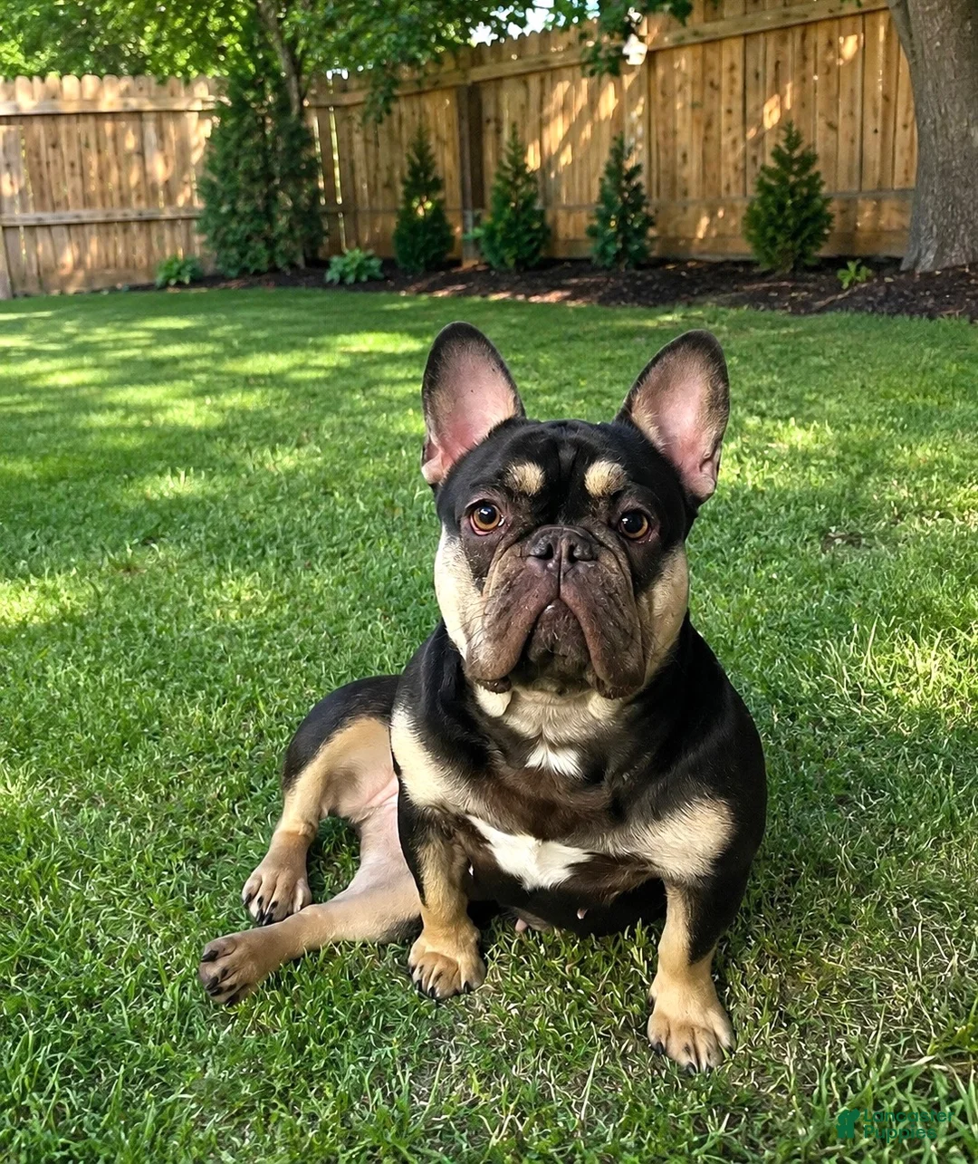 French Bulldog dogs for sale: French Bulldog 1 - Ad 7