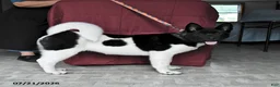 Akita dogs for sale: Kayla - Ad 5