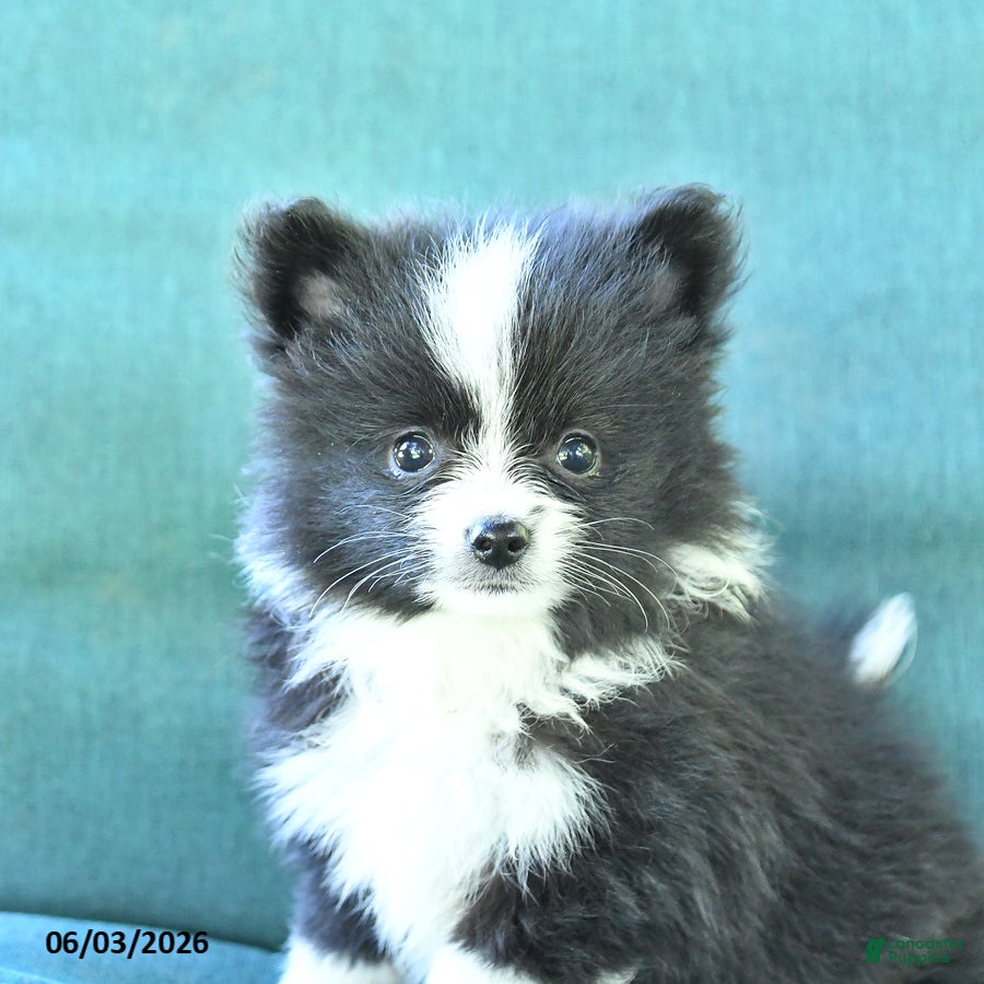 Pomeranian dogs for sale: Tucker - Ad 3