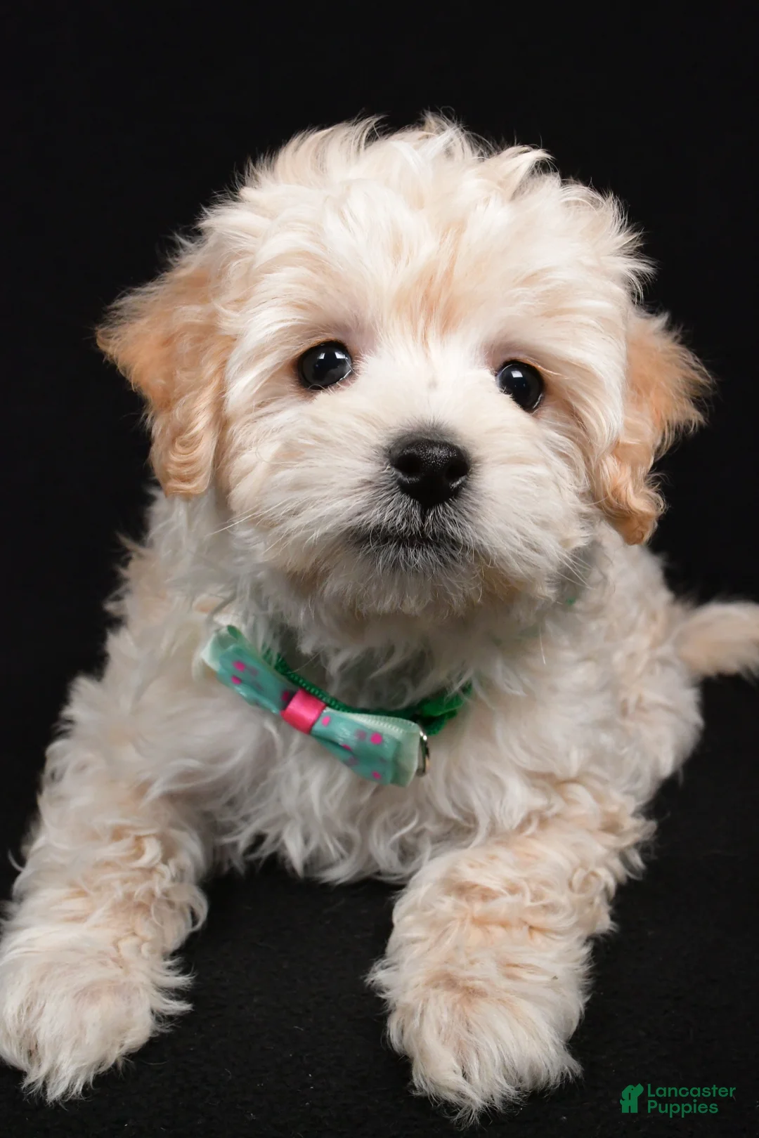 Maltipoo dogs for sale: Jack - Ad 4