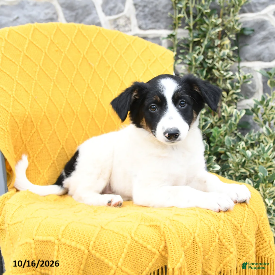 Border Collie dogs for sale: Snowball - Ad 2