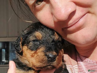 Airedale Terrier dogs Airedale Terrier Puppy 7 - Ad 7