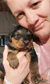 Airedale Terrier Puppy 7