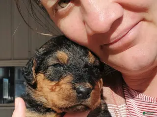 Airedale Terrier dogs Airedale Terrier Puppy 7 - Ad 5
