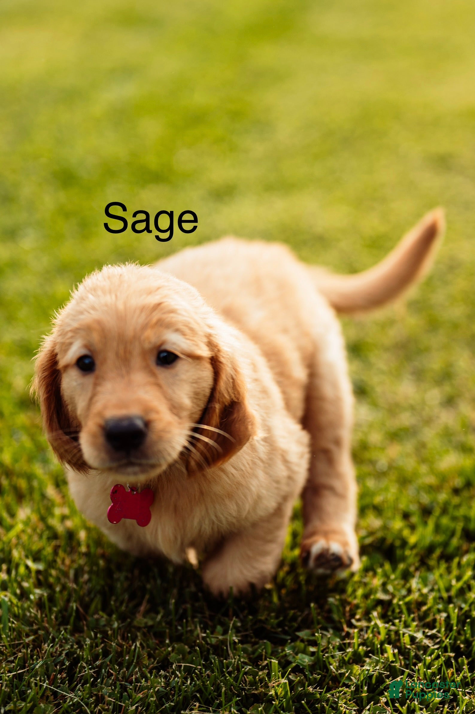 Golden Retriever dogs Sage  - Ad 2
