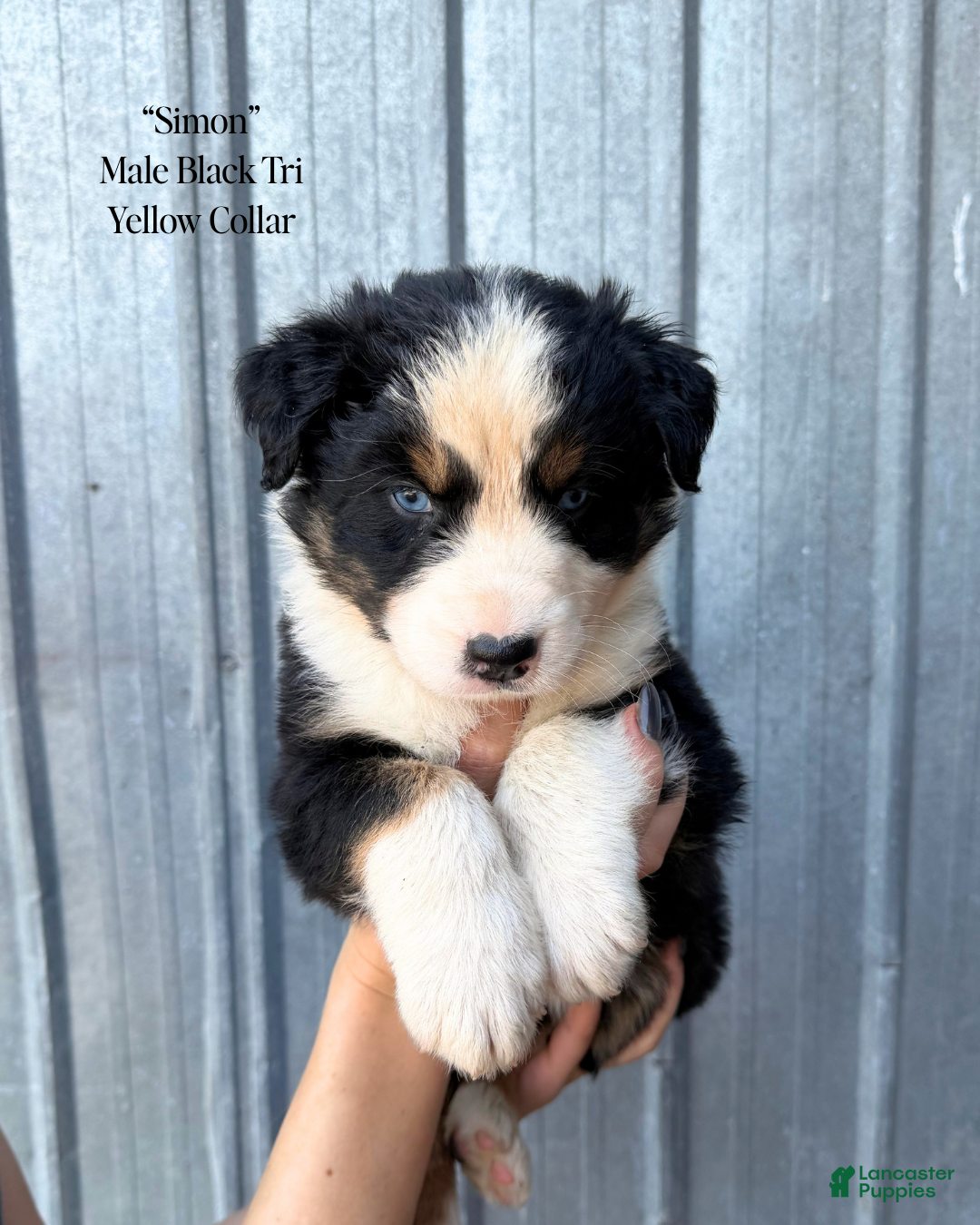 Australian Shepherd dogs Simon - Ad 1