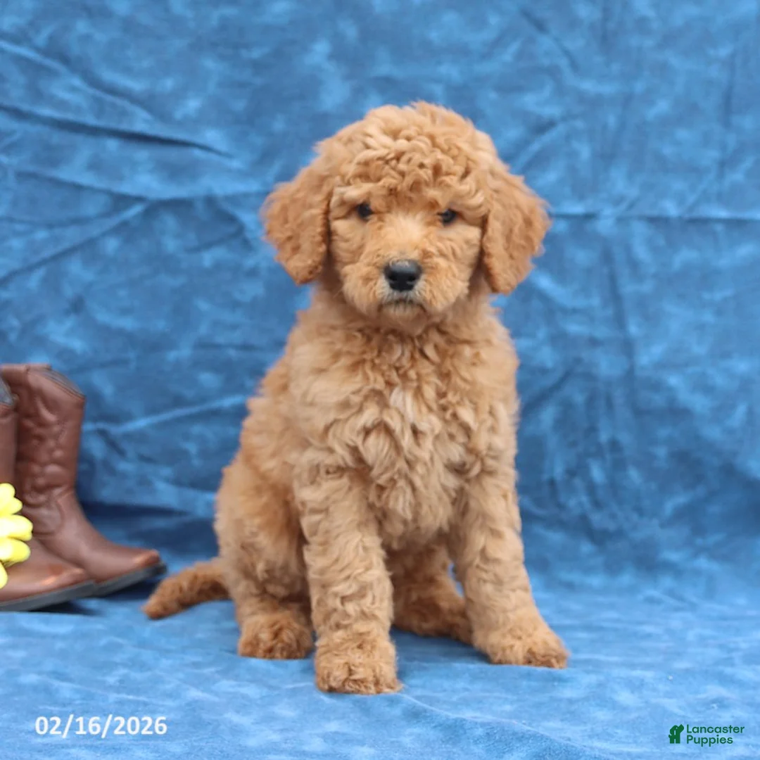 Goldendoodle dogs for sale: Jade - Ad 5