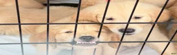 Golden Retriever dogs for sale: Muffin - Ad 9
