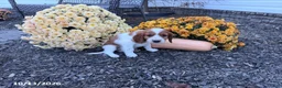 Welsh Springer Spaniel dogs for sale: Lassie - Ad 5