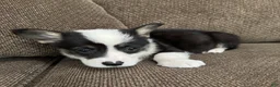 Welsh Corgi Pembroke dogs for sale: Clint - Ad 4