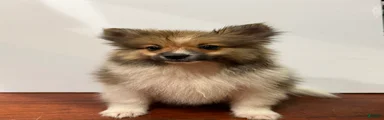 Coby