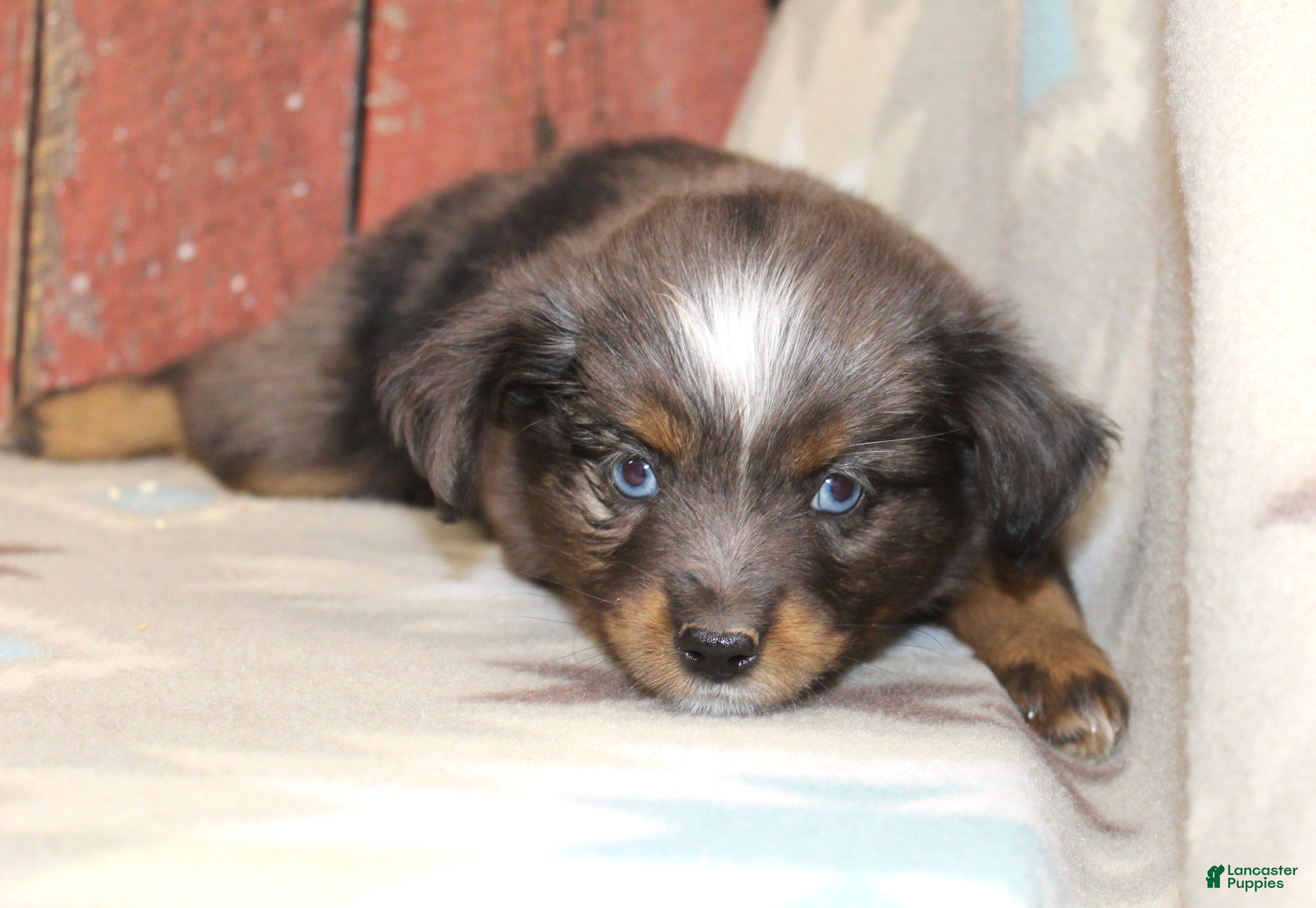 Miniature Australian Shepherd dogs for sale: Miniature Australian Shepherd 2 - Ad 31