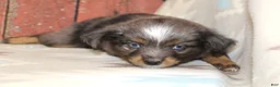 Miniature Australian Shepherd dogs for sale: Miniature Australian Shepherd 2 - Ad 1