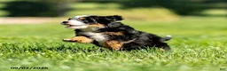 Mini Bernedoodle dogs for sale: Gracie - Ad 3