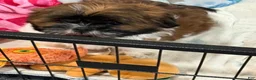 Shih Tzu dogs for sale: Jackie - Ad 2