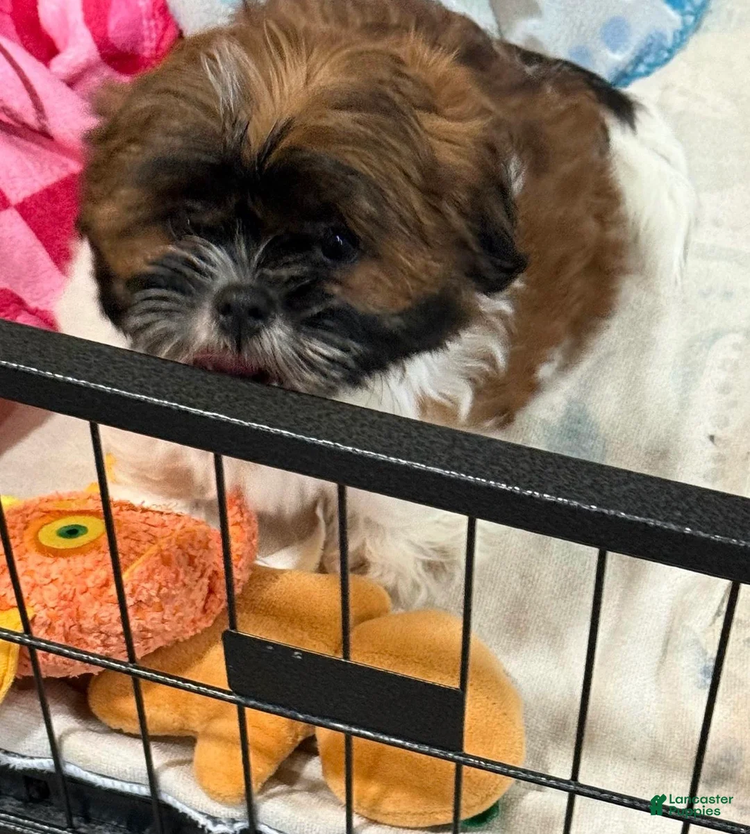 Shih Tzu dogs for sale: Jackie - Ad 2