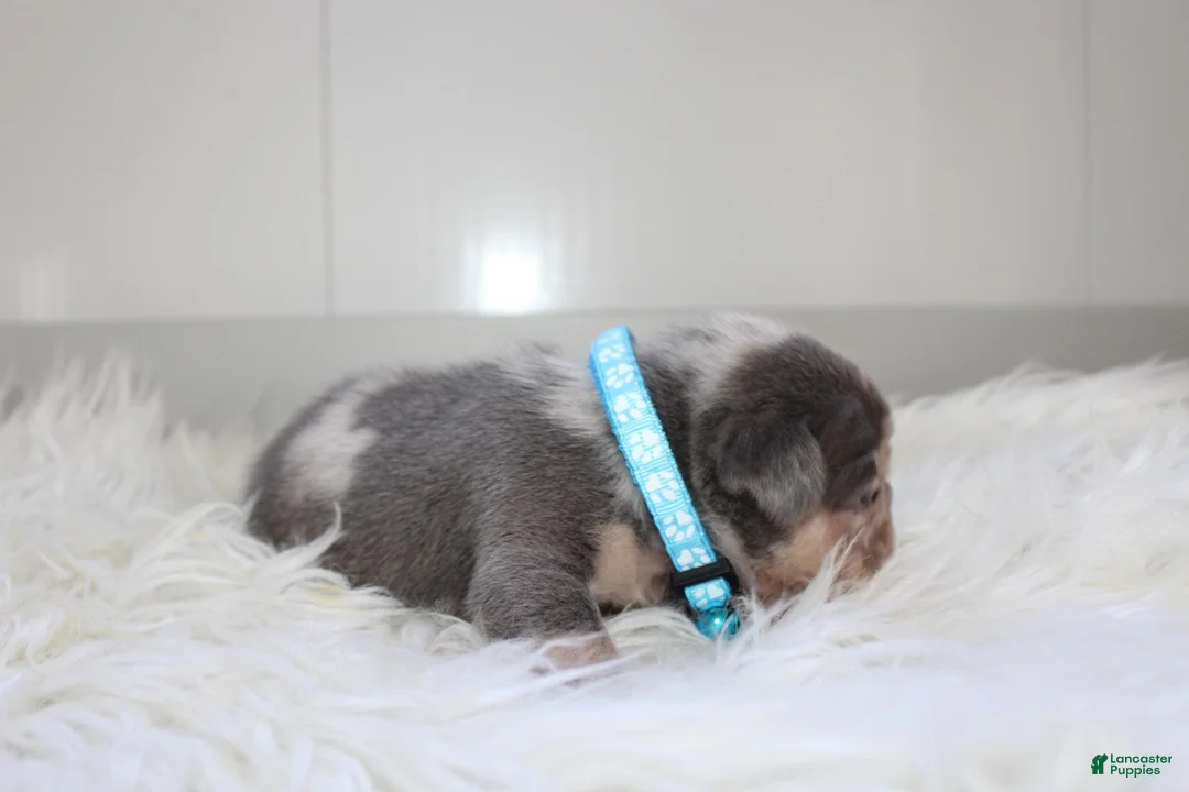 French Bulldog dogs for sale: AKC Max - Ad 7