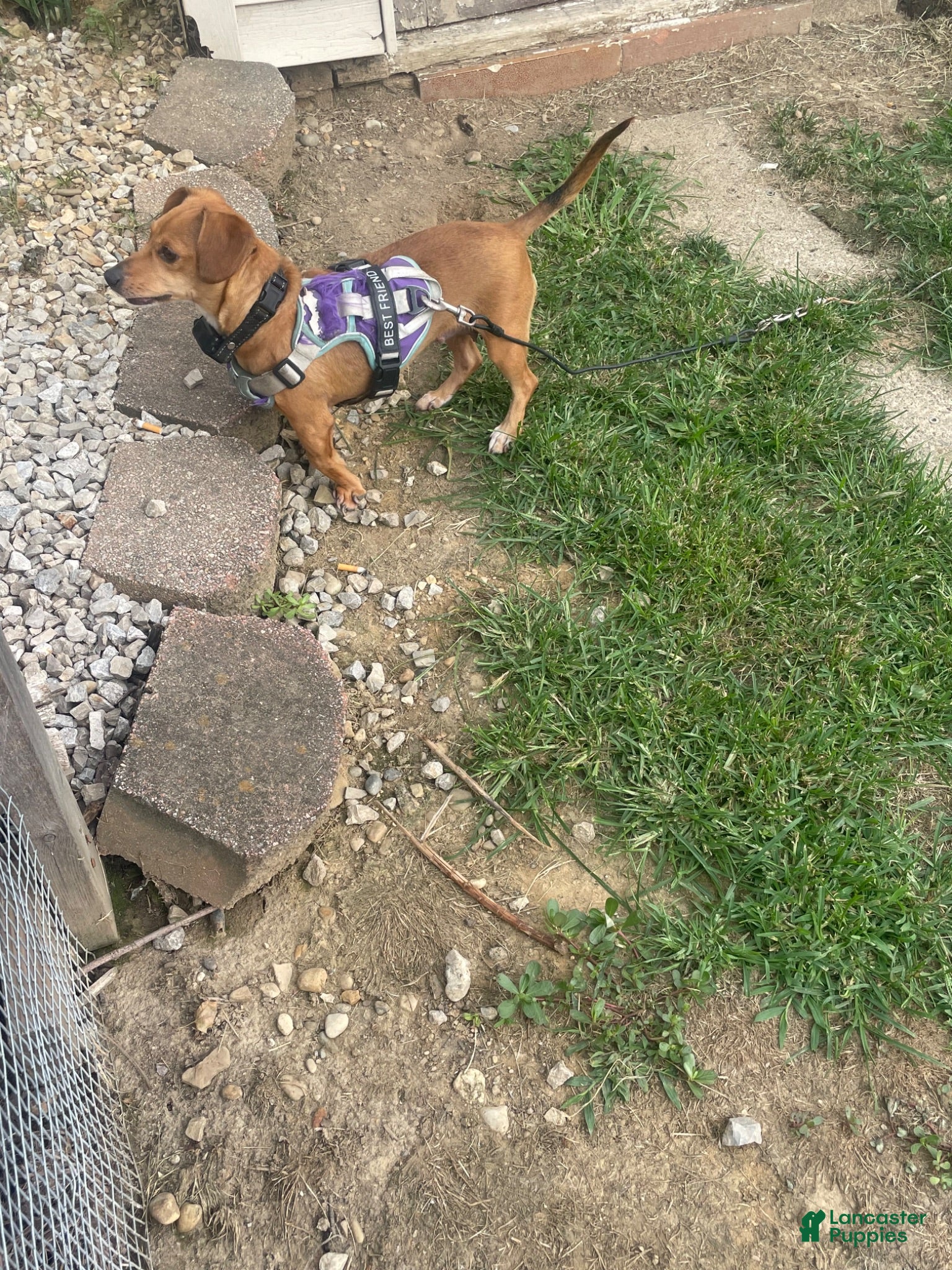 Dachshund dogs Dachshund 2 - Ad 37