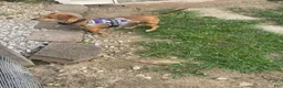 Dachshund dogs for sale: Dachshund 2 - Ad 1