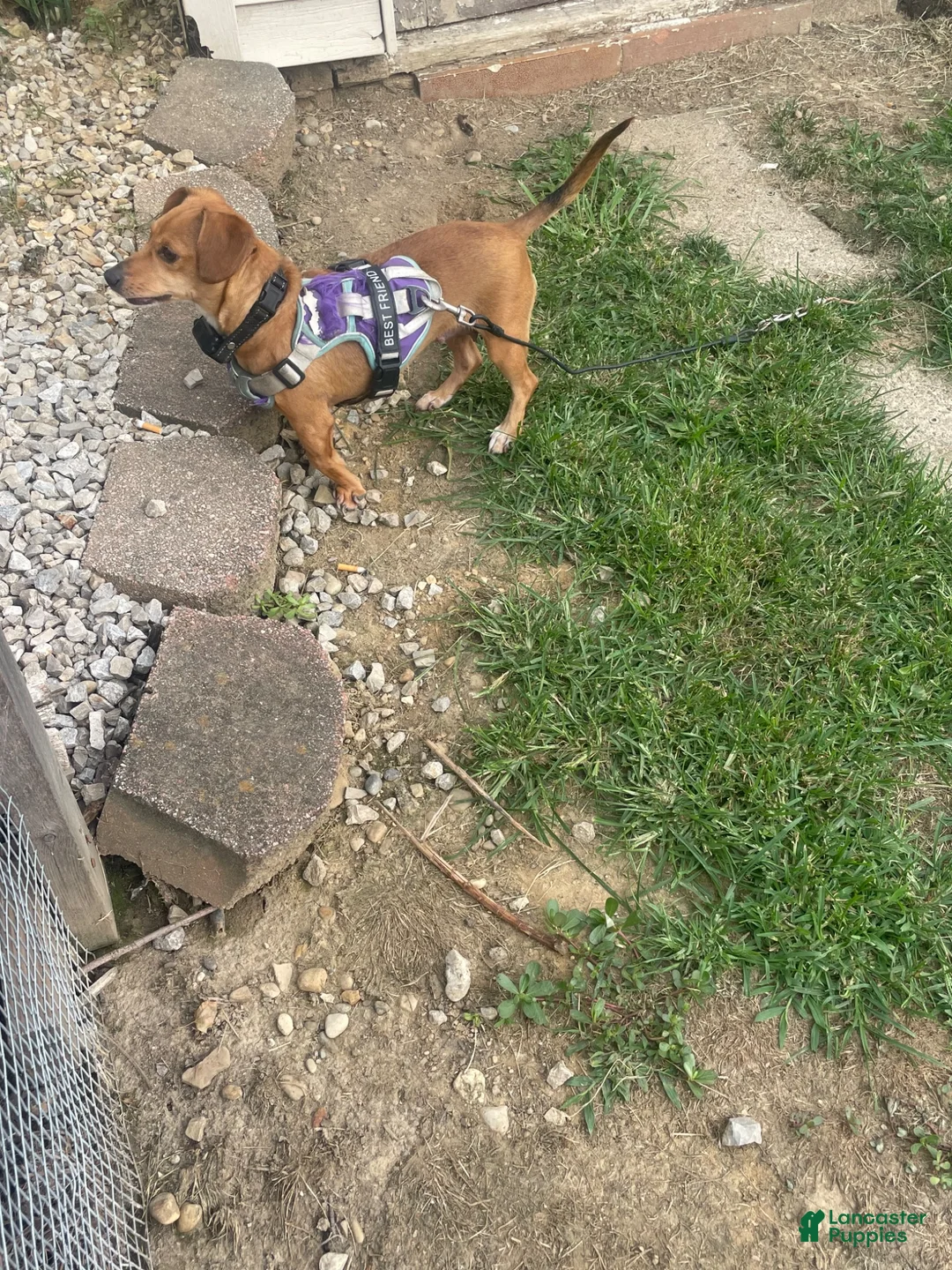 Dachshund dogs for sale: Dachshund 2 - Ad 1