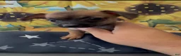Chihuahua dogs for sale: Chihuahua 2 - Ad 4