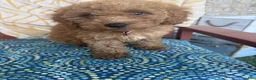 Miniature Labradoodle dogs for sale: Cora - Ad 3