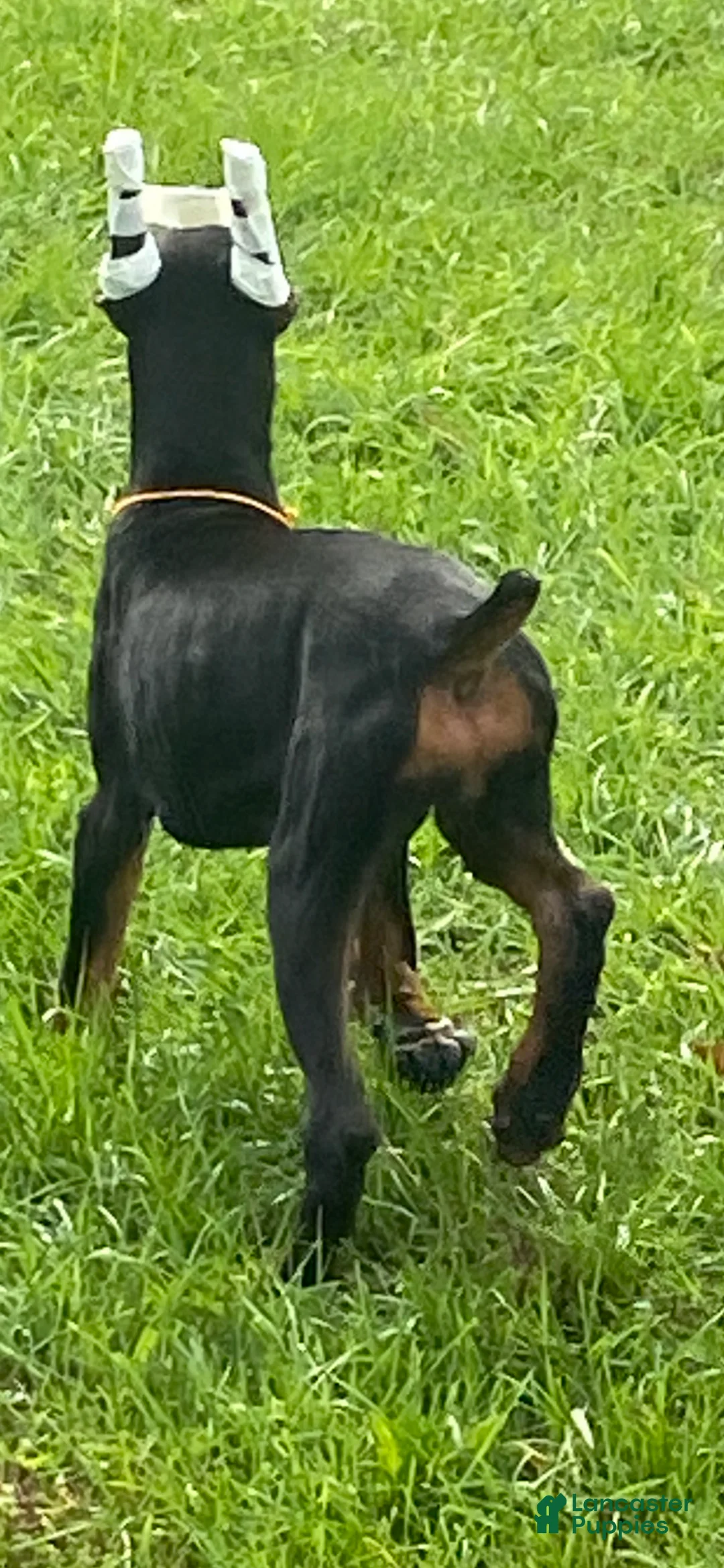 Gallery Image {{count}}