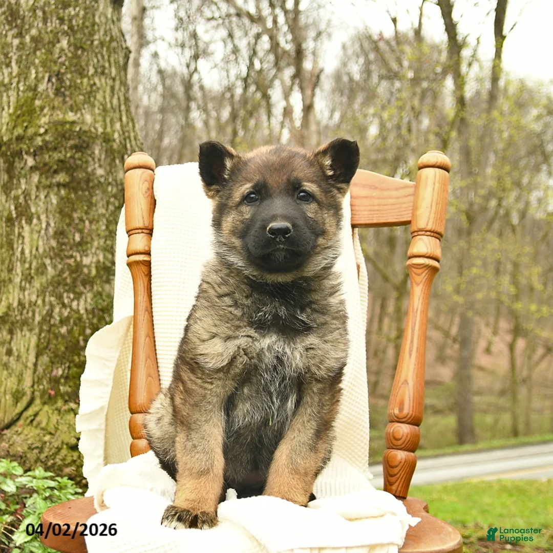 German Shepherd dogs for sale: Clarabelle  - Ad 1