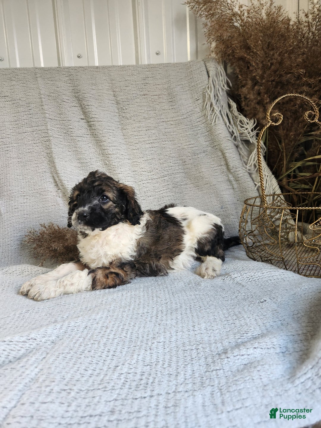 Bernedoodle dogs for sale: Lilly - Ad 1