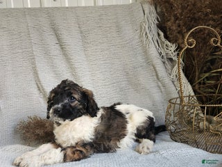 Bernedoodle dogs Lilly - Ad 41