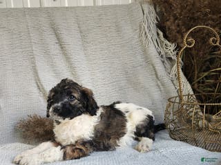 Bernedoodle dogs Lilly - Ad 27